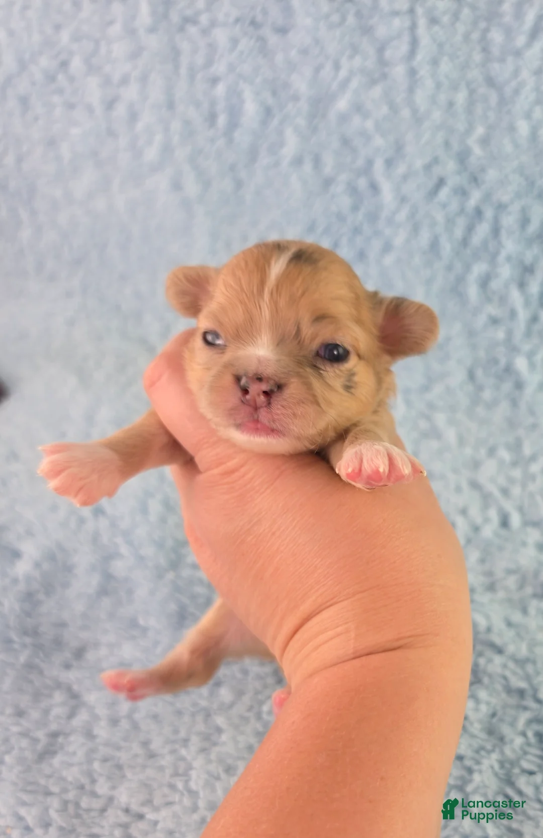 Chihuahua dogs for sale: AKC Charlotte - Ad 20