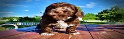 Havapoo dogs for sale: Coco - Ad 20