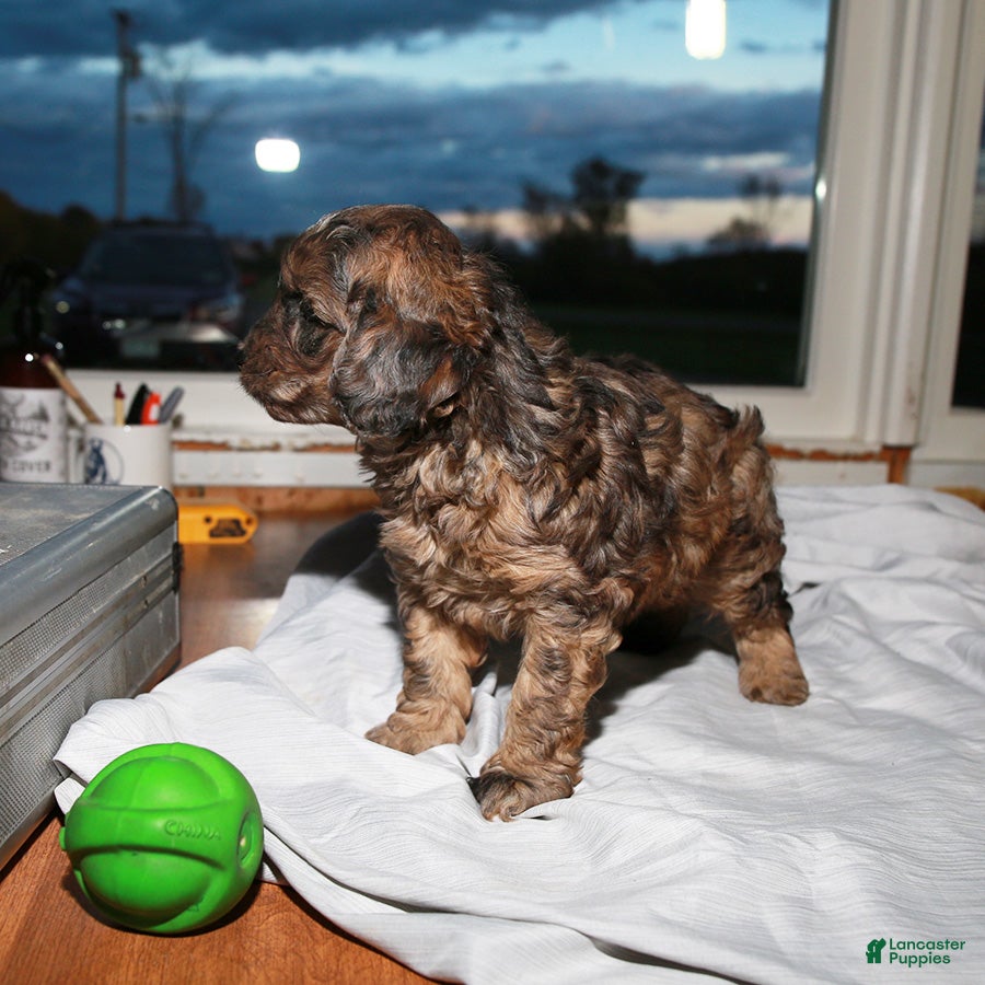 Cockapoo dogs Harry - Ad 2