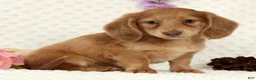 Miniature Dachshund dogs for sale: Wilmer - Ad 3