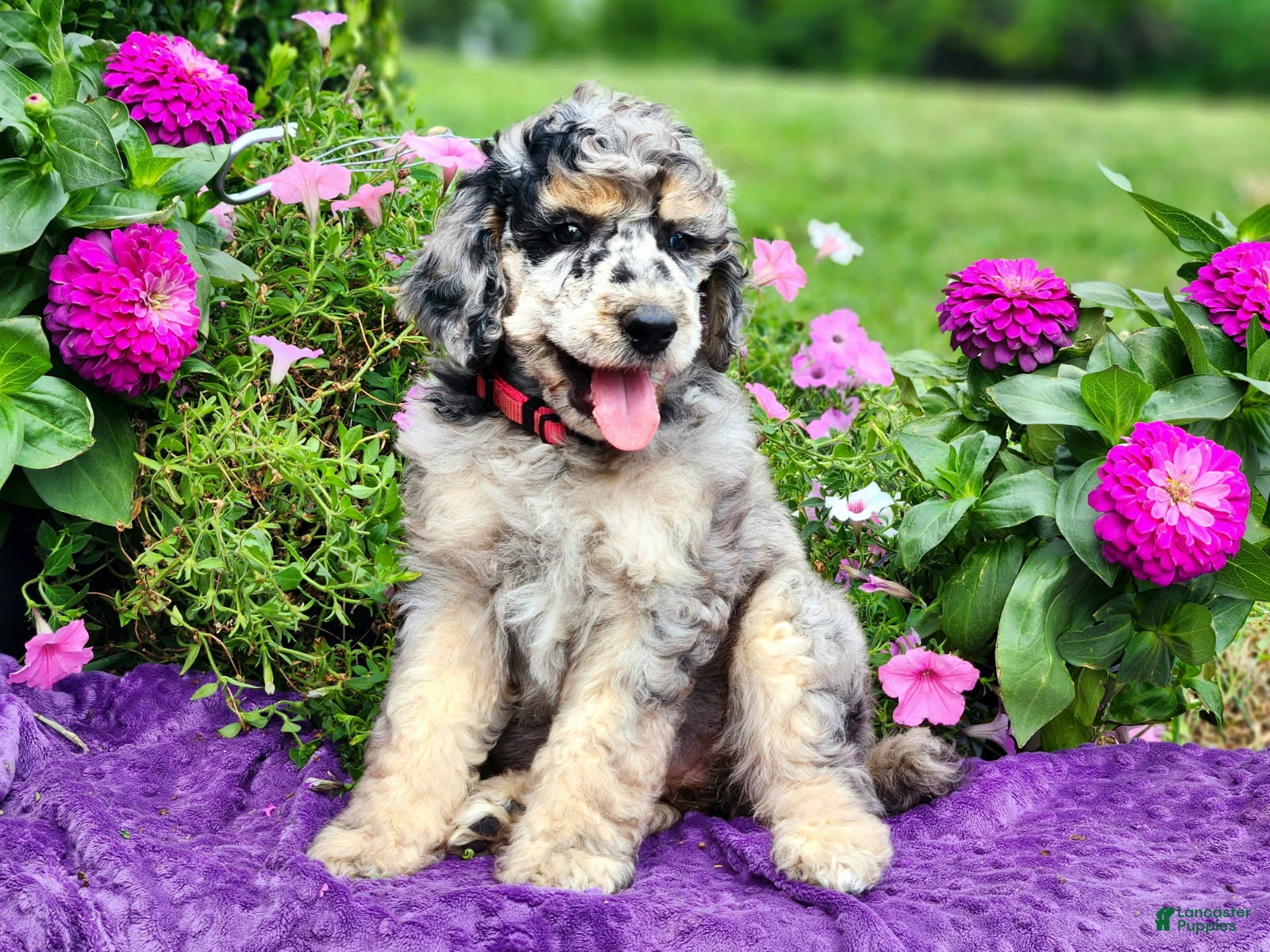 Standard Poodle dogs Stormy - Ad 2