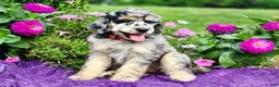 Standard Poodle dogs for sale: Stormy - Ad 2