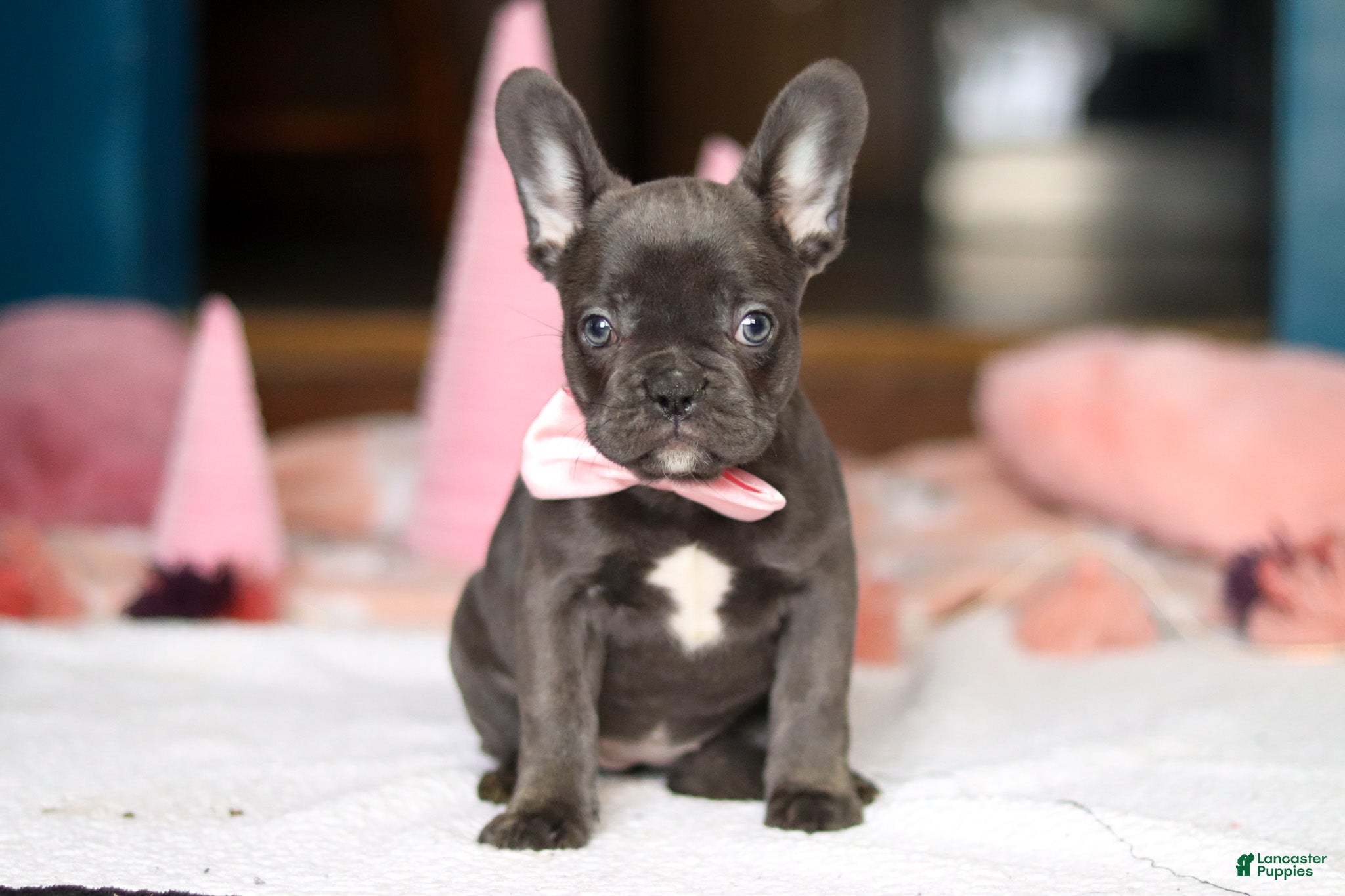French Bulldog dogs Jade - Ad 9