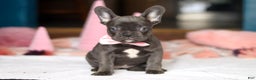 French Bulldog dogs for sale: Jade - Ad 1