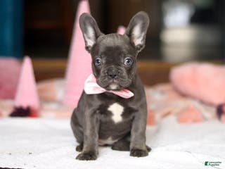 French Bulldog dogs Jade - Ad 9