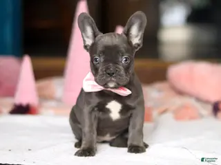French Bulldog dogs Jade - Ad 42
