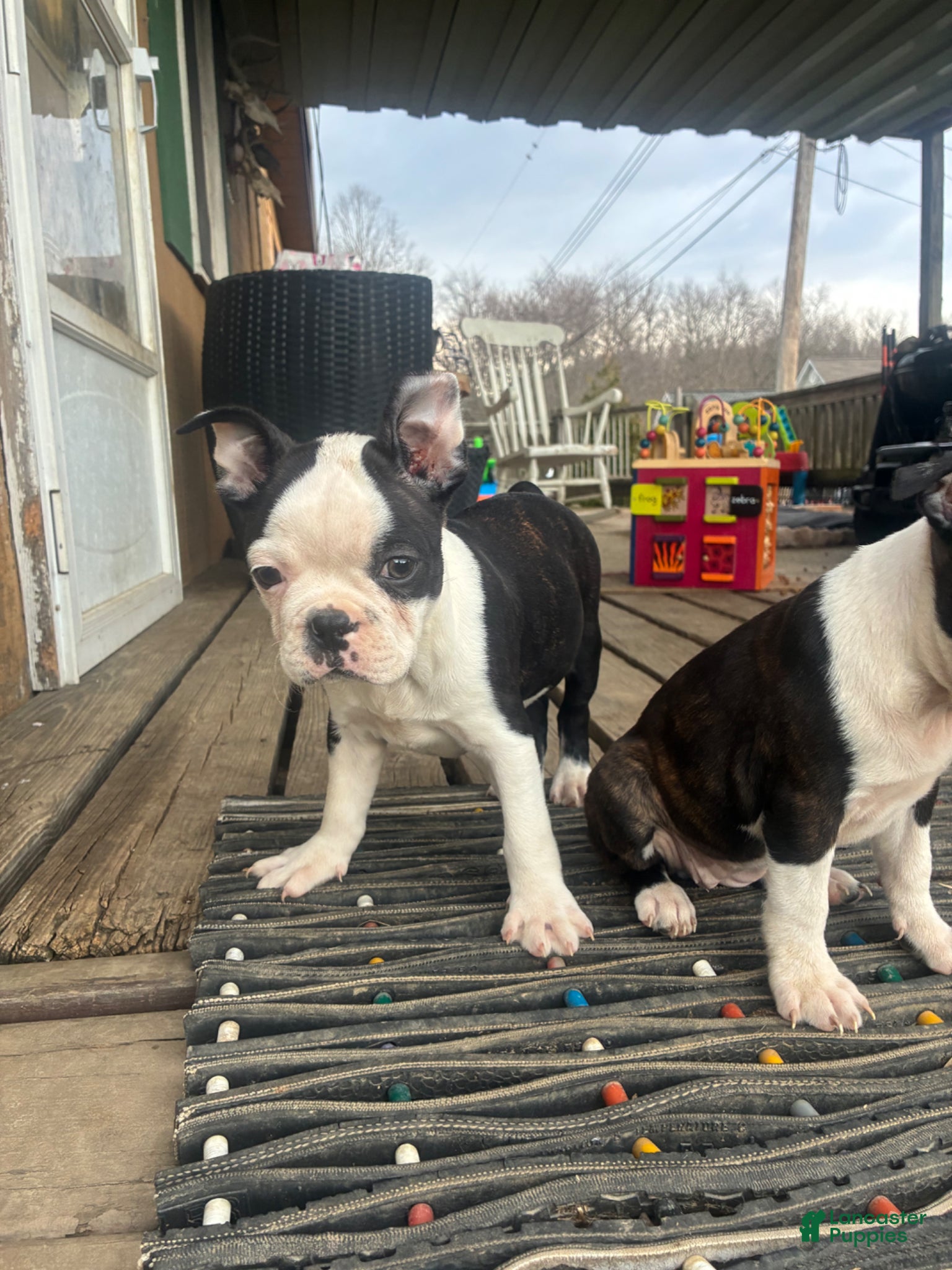 Boston Terrier dogs Boston Terrier Puppy 2 - Ad 1