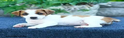 Jack Russell Terrier dogs for sale: Jasmine - Ad 3