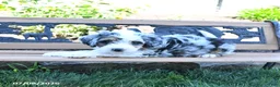 Mini Bernedoodle dogs for sale: Lilac - Ad 4