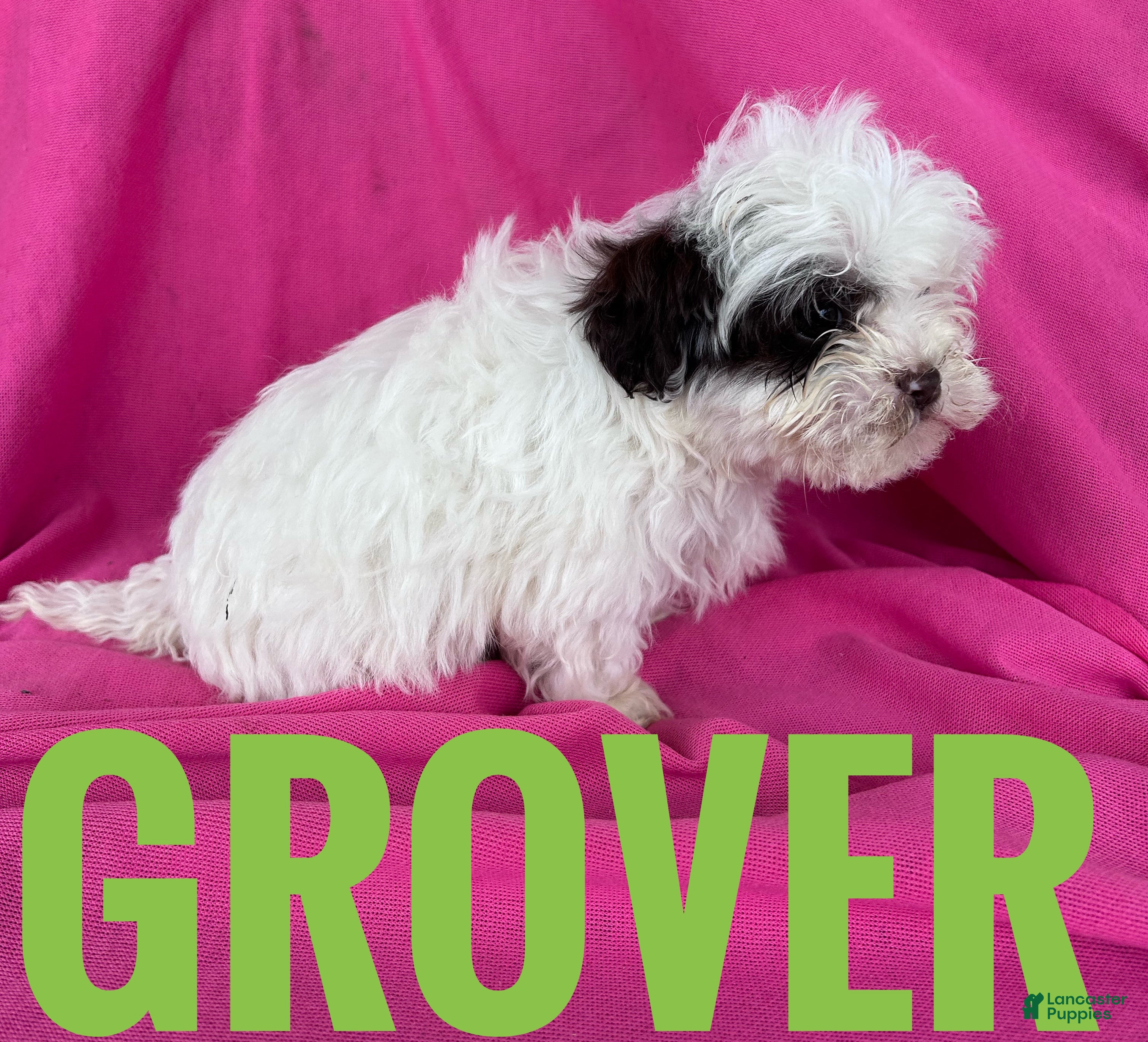 Shihpoo dogs GROVER - Ad 2