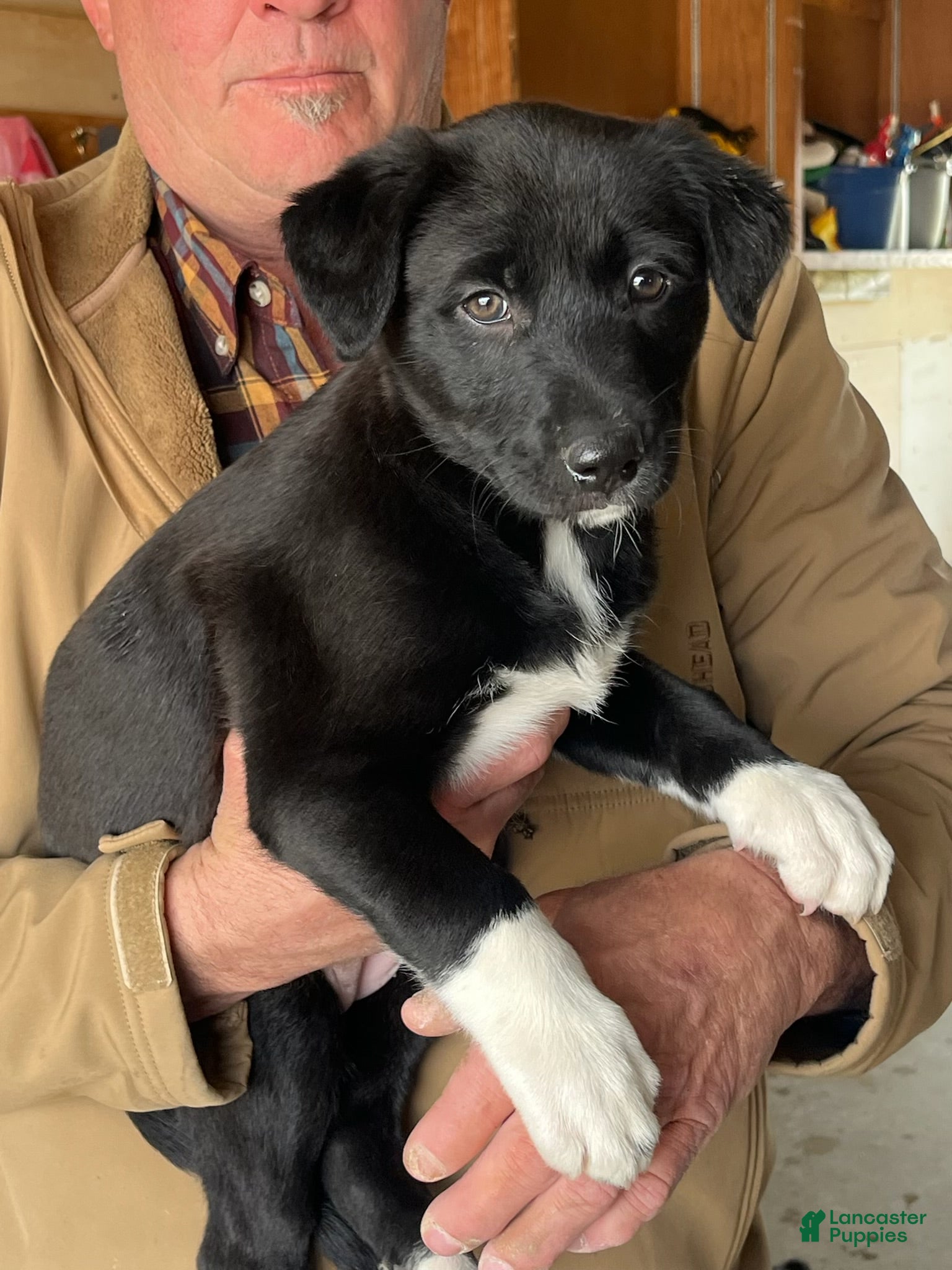 Mixed Breed dogs Mixed Breed Puppy 5 - Ad 1