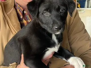 Mixed Breed dogs Mixed Breed Puppy 5 - Ad 1