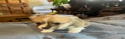 Welsh Corgi Pembroke dogs for sale: Welsh Corgi Pembroke Puppy 6 - Ad 3