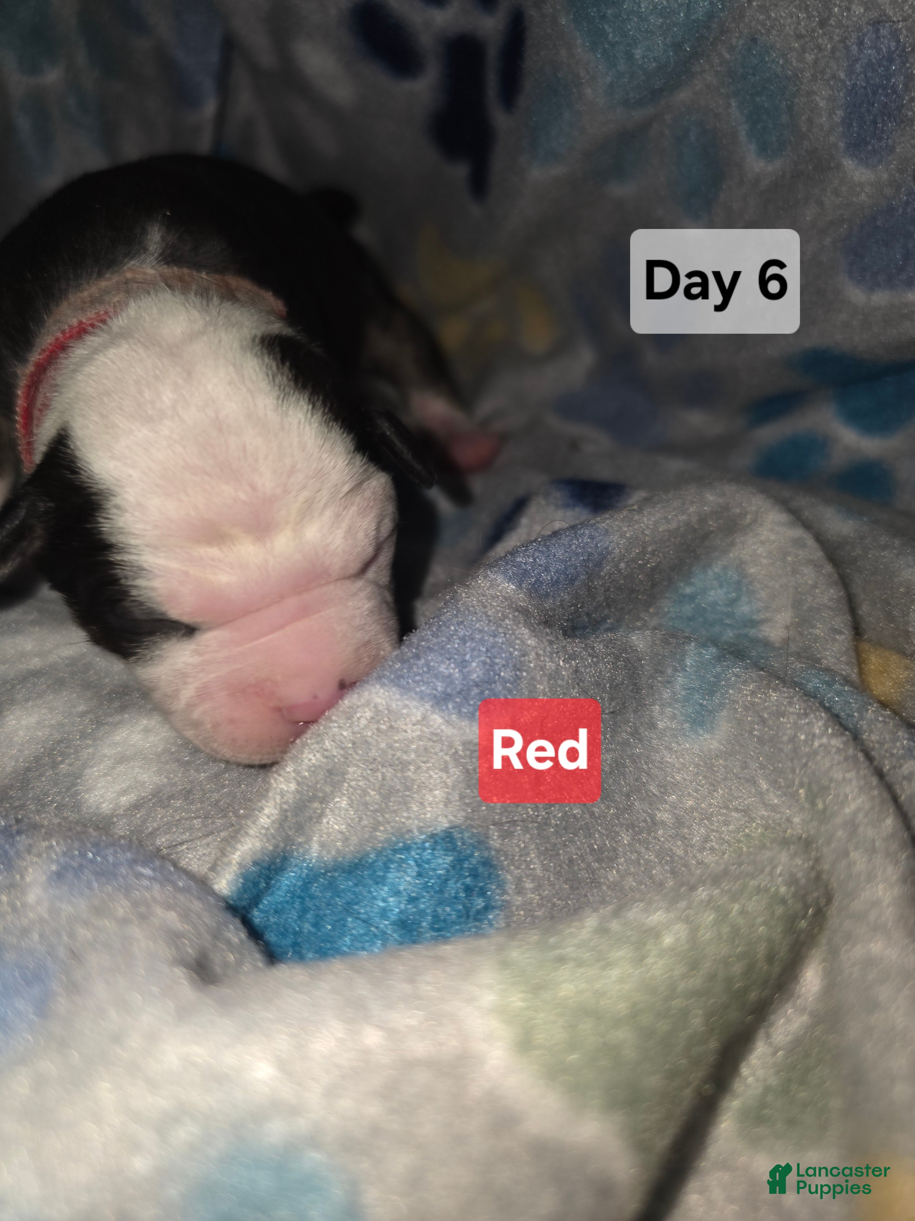 Mixed Breed dogs Red - Ad 21