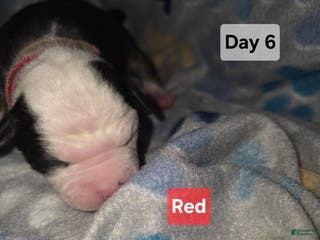 Mixed Breed dogs Red - Ad 21