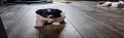 Teddy Bear dogs for sale: Allie - Ad 12