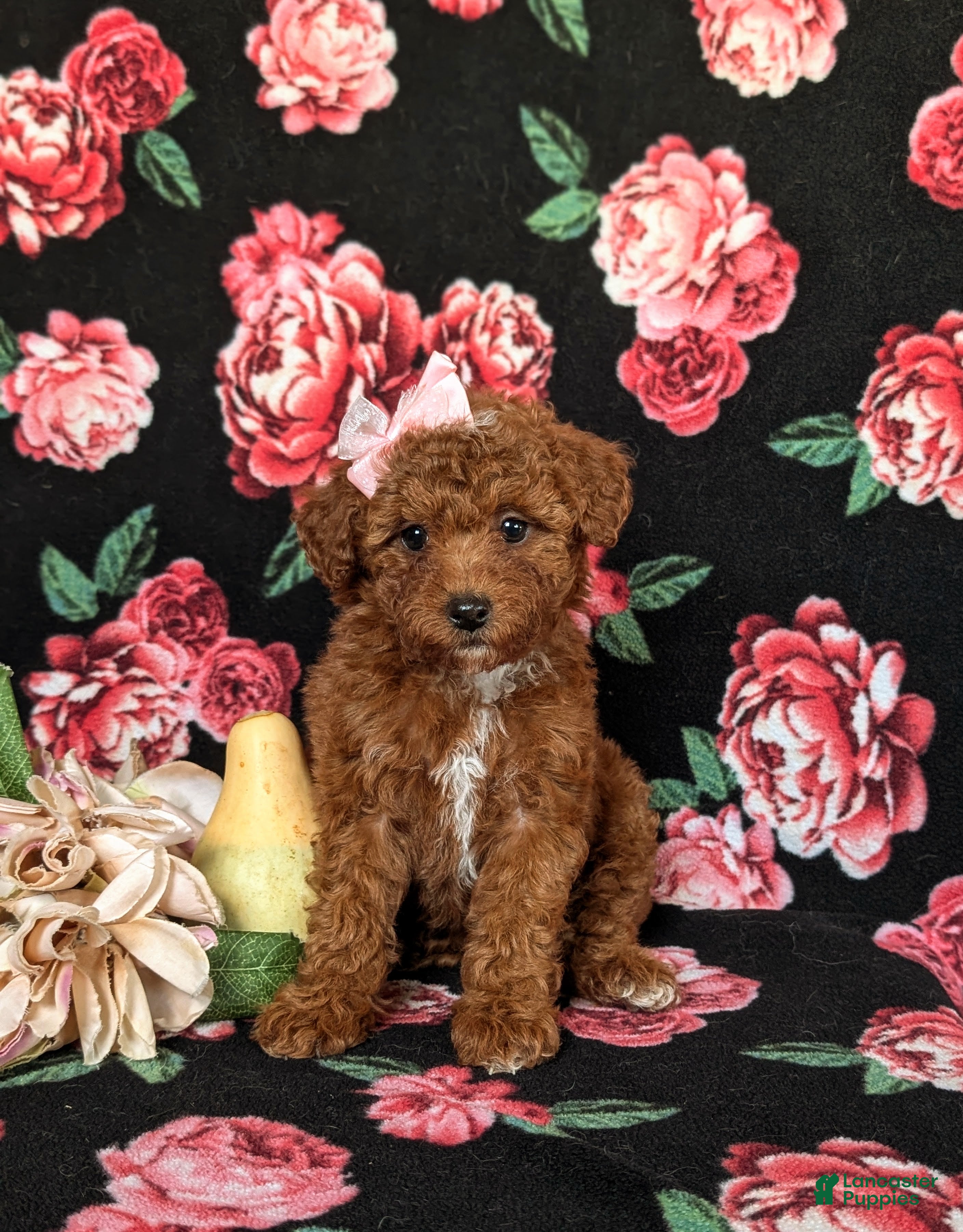 Toy Poodle dogs for sale: India - Ad 1