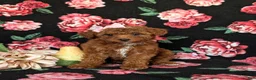 Toy Poodle dogs for sale: India - Ad 1