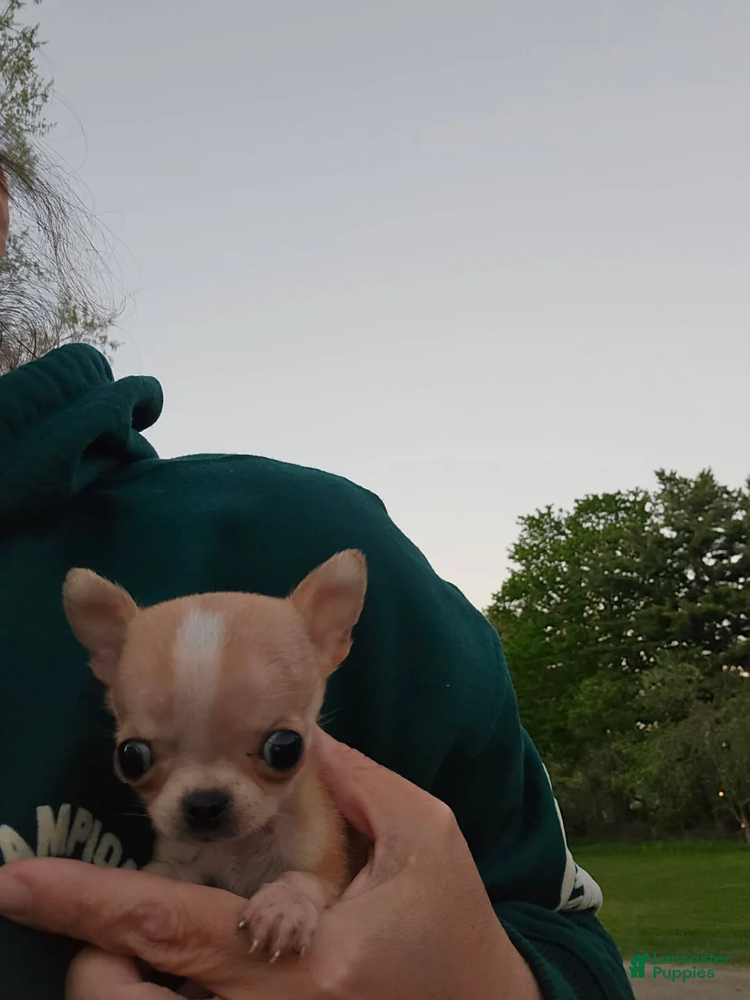 Chihuahua dogs for sale: Chihuahua Boy - Ad 5