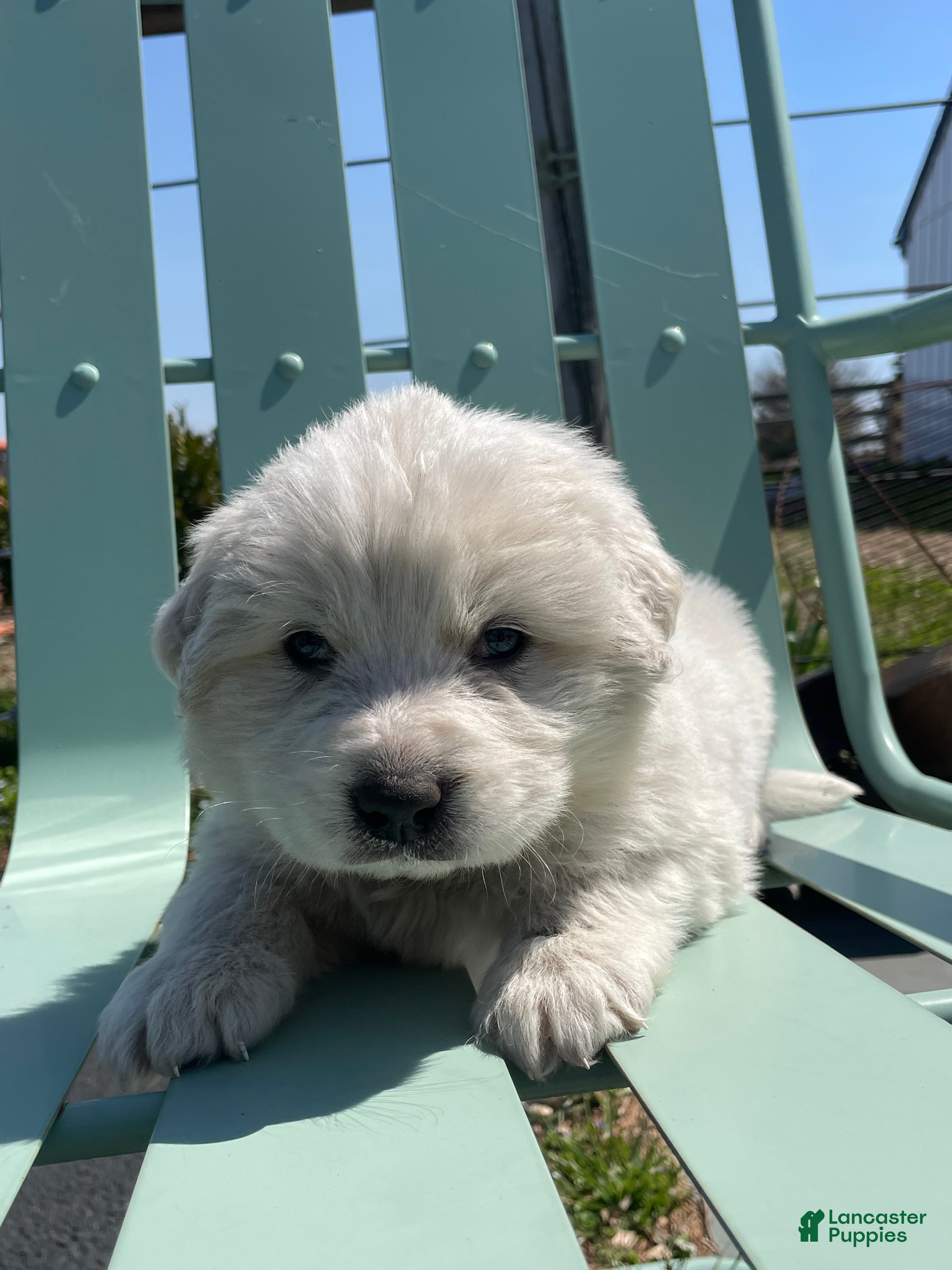 Great Pyrenees dogs Great Pyrenees Puppy Joshua - Ad 18