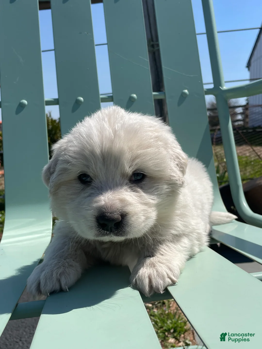 Great Pyrenees dogs for sale: Great Pyrenees Puppy Joshua - Ad 1