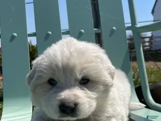 Great Pyrenees dogs Great Pyrenees Puppy Joshua - Ad 17