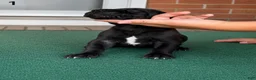 Great Dane dogs for sale: Male  - Ad 4