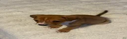 Mixed Breed dogs for sale: Ryder - Ad 9