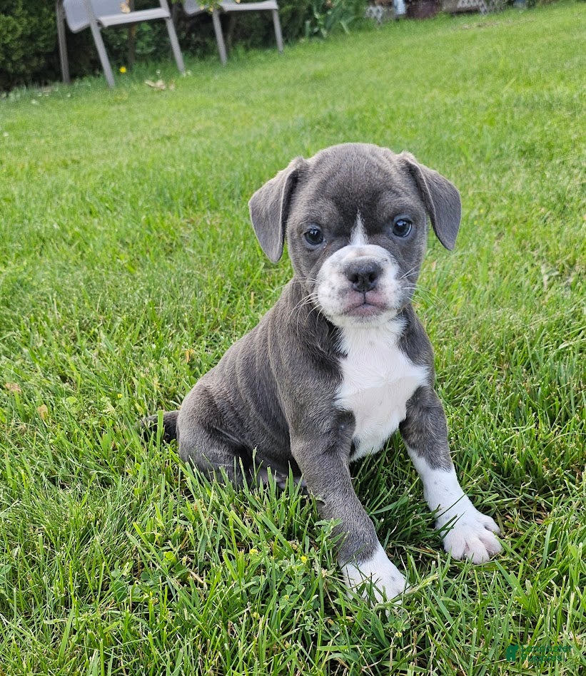 Mixed Breed dogs for sale: Shadow - Ad 1