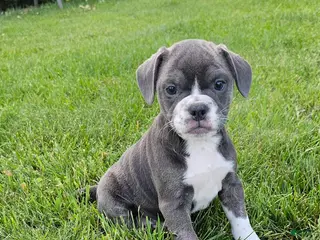 Mixed Breed dogs Shadow - Ad 3
