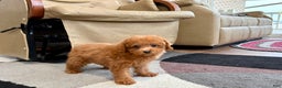 Maltipoo dogs for sale: Red Sugar  - Ad 11