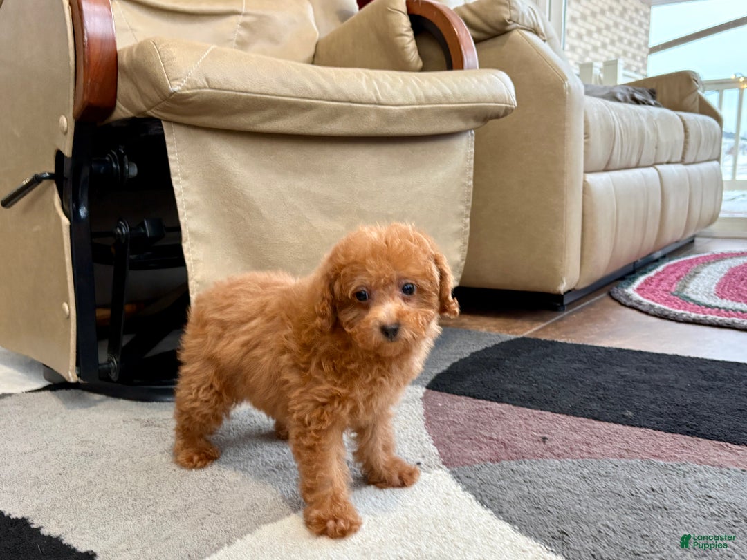 Maltipoo dogs for sale: Red Sugar  - Ad 11