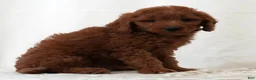 Mini Goldendoodle dogs for sale: Jordan - Ad 6