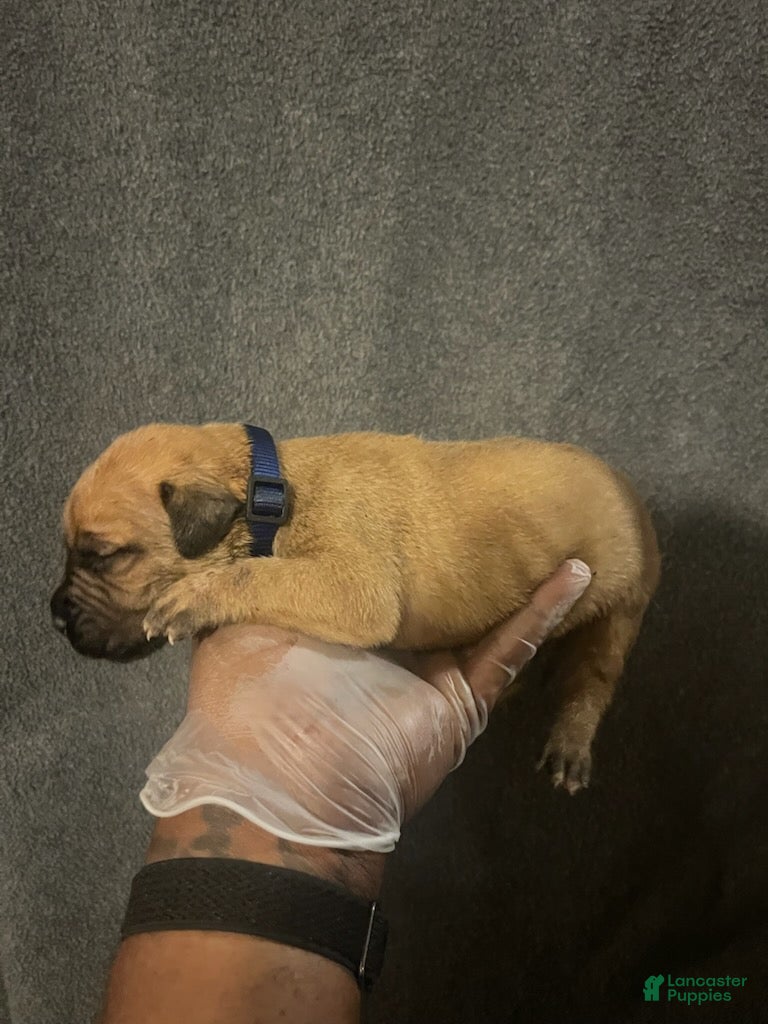 South African Boerboels dogs Billy The Kid - Ad 2
