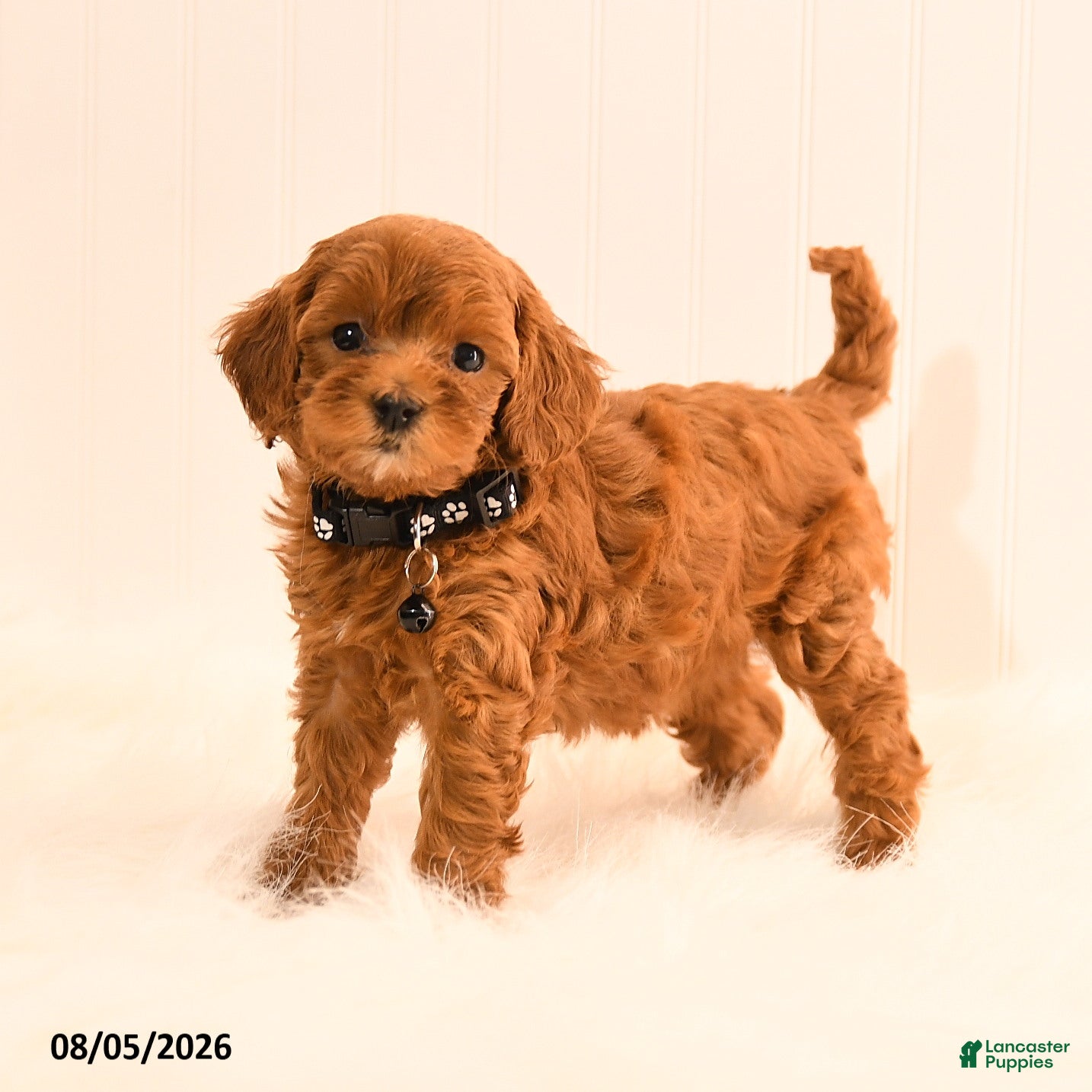 Cavapoo dogs Ivanna - Ad 1