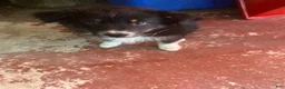 Australian Shepherd dogs for sale: Australian Shepherd 7 - Ad 3