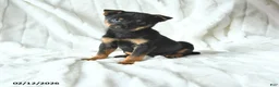 Mixed Breed dogs for sale: Kai  - Ad 3