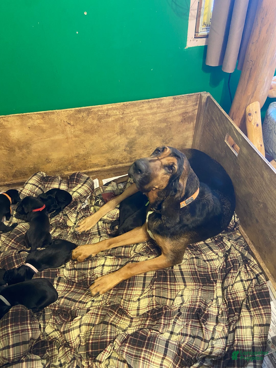 Mixed Breed dogs for sale: Mixed Breed Puppy 2 - Ad 2