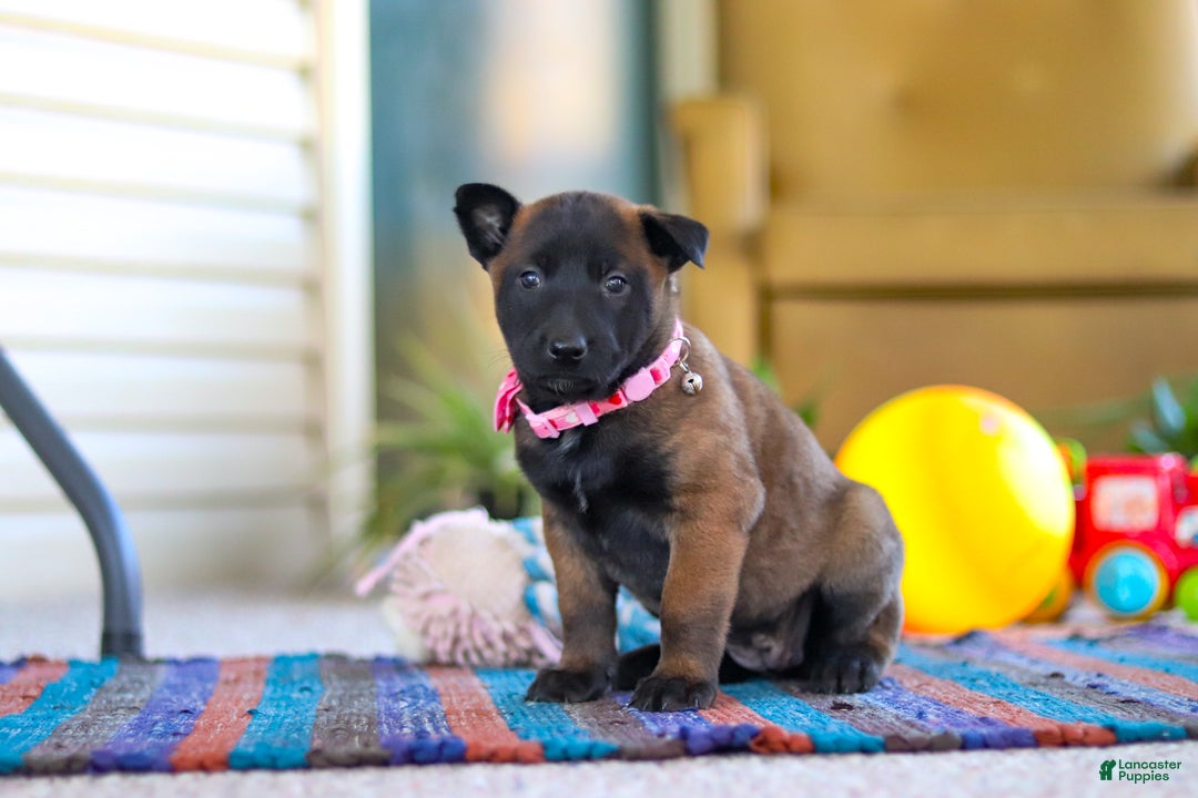 Belgian Malinois dogs for sale: Pumpkin - Ad 8