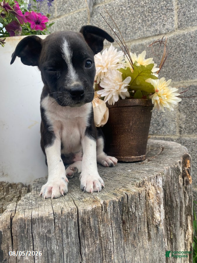 Mixed Breed dogs Sparky - Ad 2