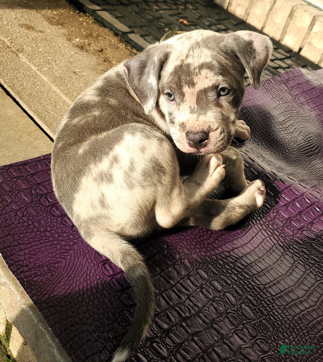 American Bully dogs for sale: American Bully Puppy 1 - Ad 7