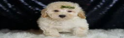 Mini Goldendoodle dogs for sale: Buggy - Ad 5