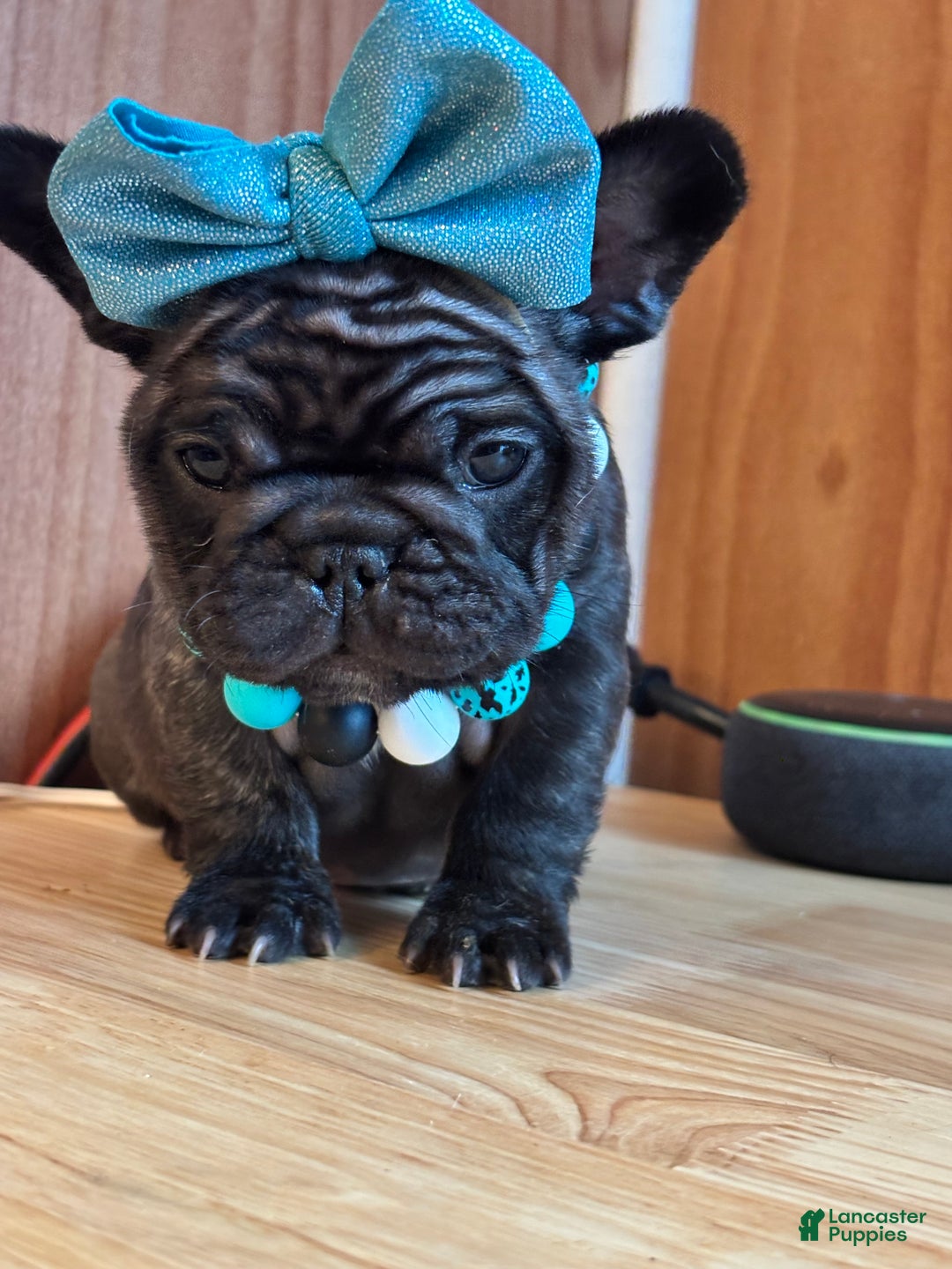 French Bulldog dogs for sale: French Bulldog Puppy 5 - Ad 1