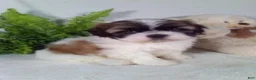 Shih Tzu dogs for sale: Archie - Ad 4