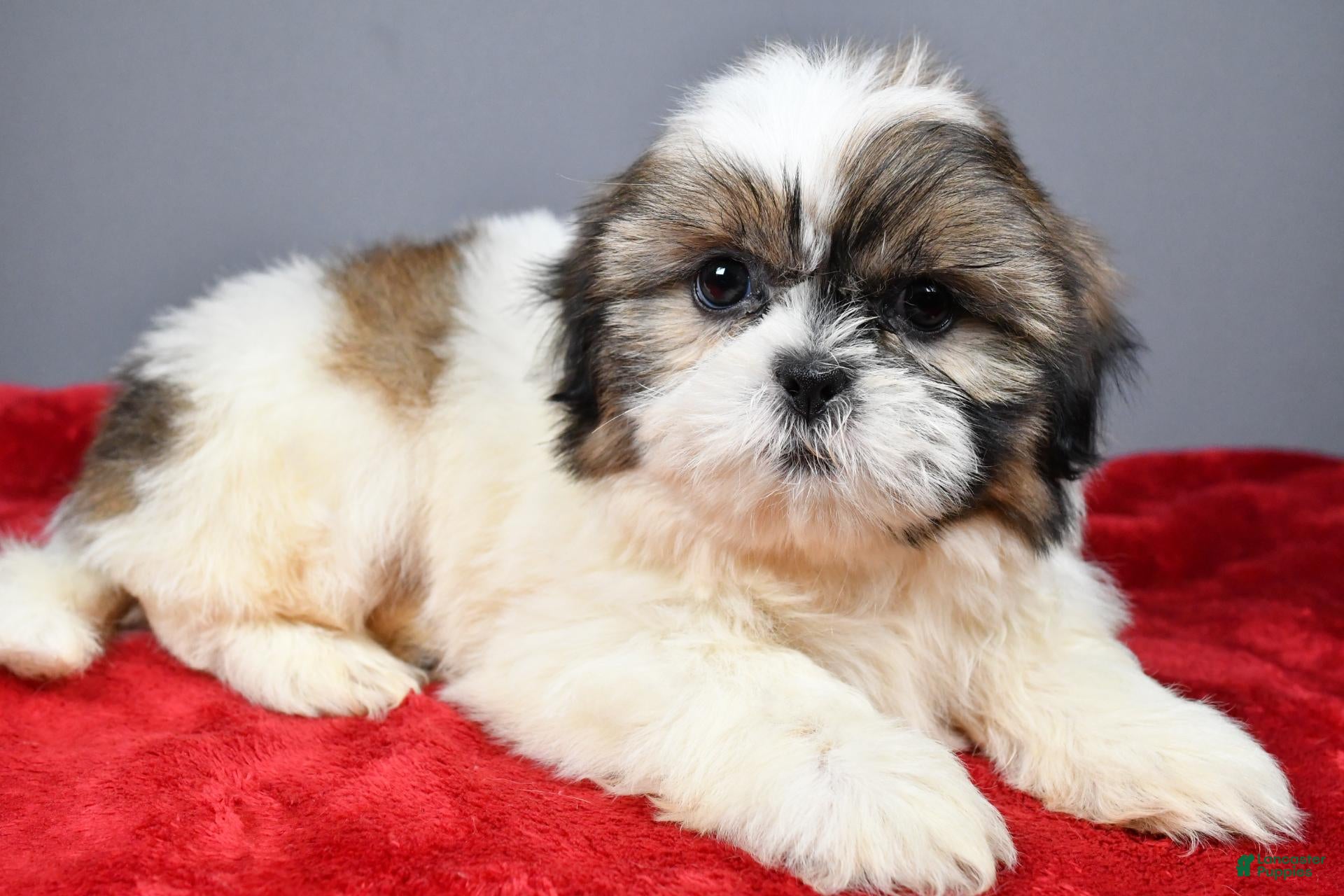 Shih Tzu dogs Tyson - Ad 2