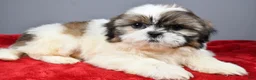 Shih Tzu dogs for sale: Tyson - Ad 2