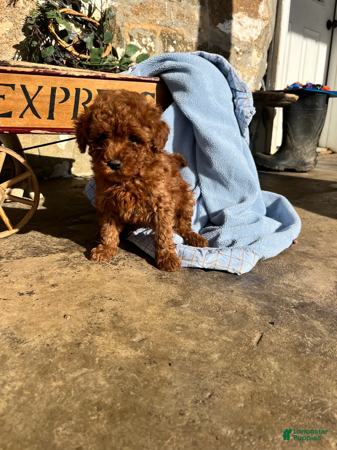 Toy Poodle dogs for sale: Little Doughnut❤️🐾AKC 7/8 pound❤️Call or text 717-940-9223 - Ad 5