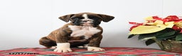 Boxer dogs for sale: Blaze - Ad 1