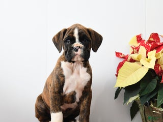 Boxer dogs Blaze - Ad 20