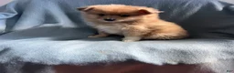 Mixed Breed dogs for sale: Kenny - Ad 5